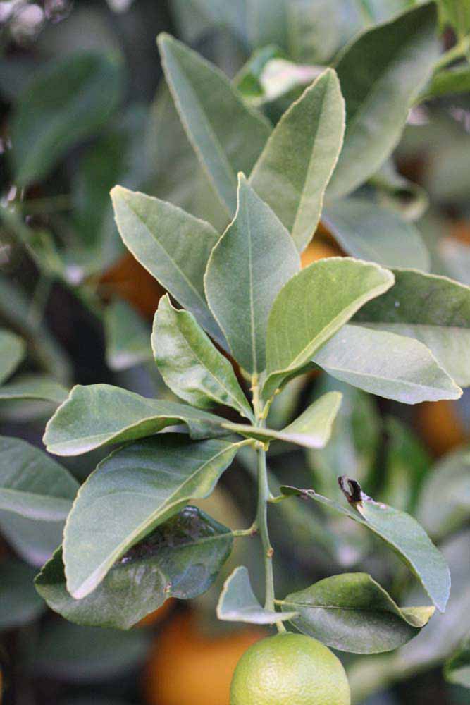             Sun leaves (Schaub, Riverside,   CA)   